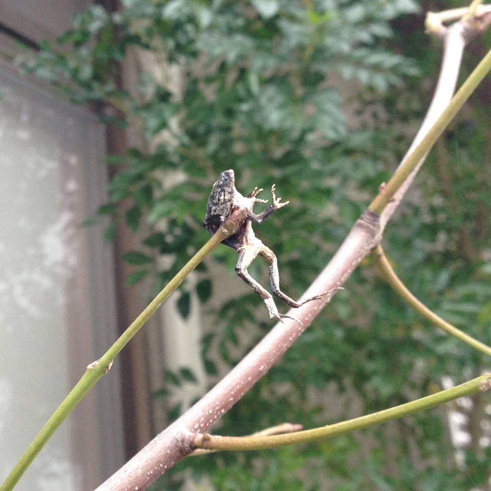 モズのはやにえ（速贄）、枝にさされた蛙
