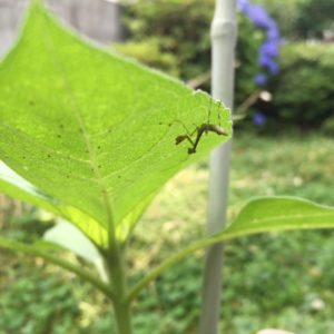 ひまわりの葉の裏