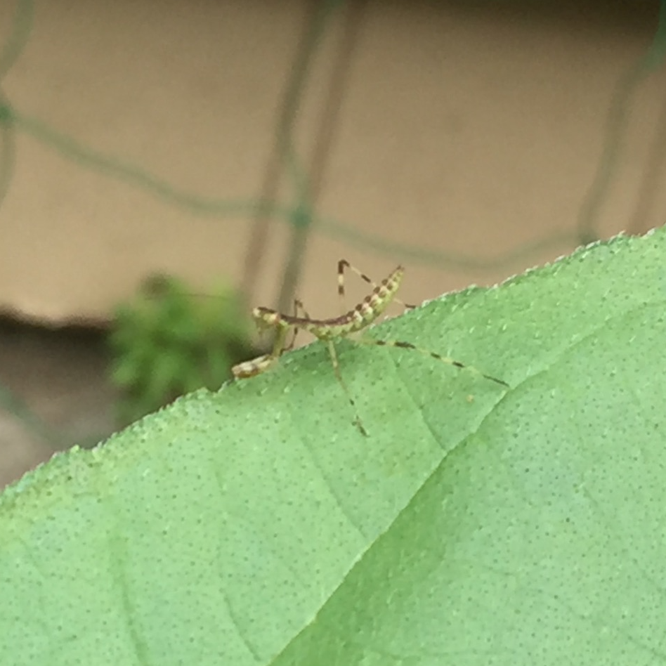 ひまわりの葉の上のカマキリ(子供)